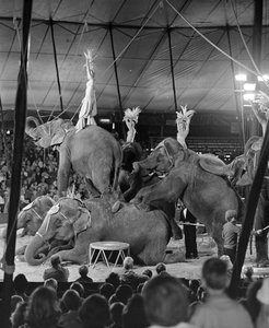 882790 Afbeelding van een nummer met gedresseerde olifanten van Circus Krone in de circustent langs de Weg der ...